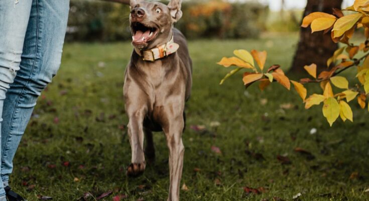 Playing outside with a Weimaraner