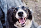 Border Collie Smiling