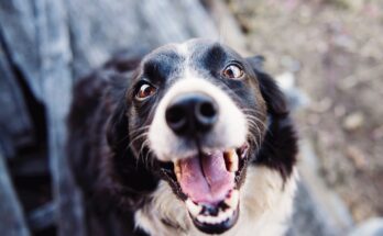 Border Collie Smiling