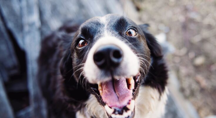 Border Collie Smiling