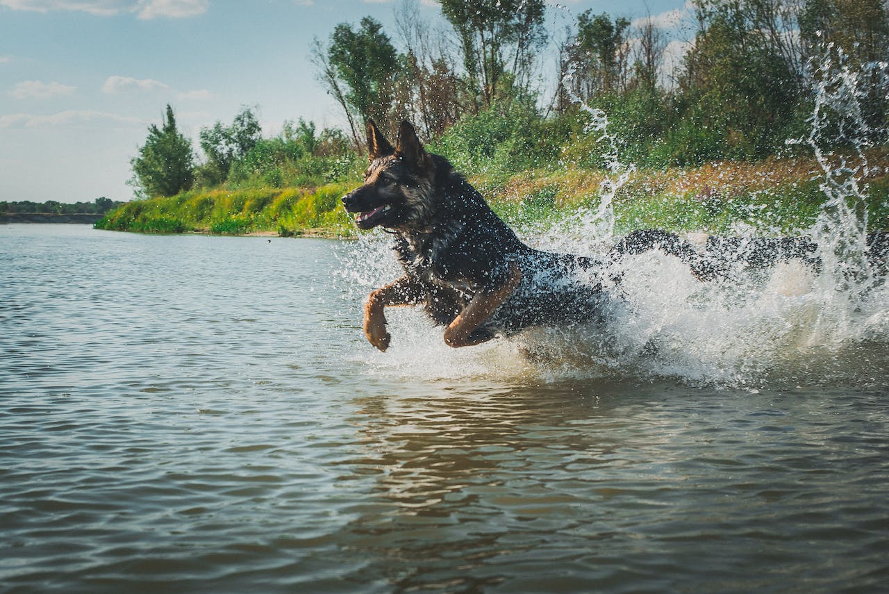 A German Shepherd Swimming