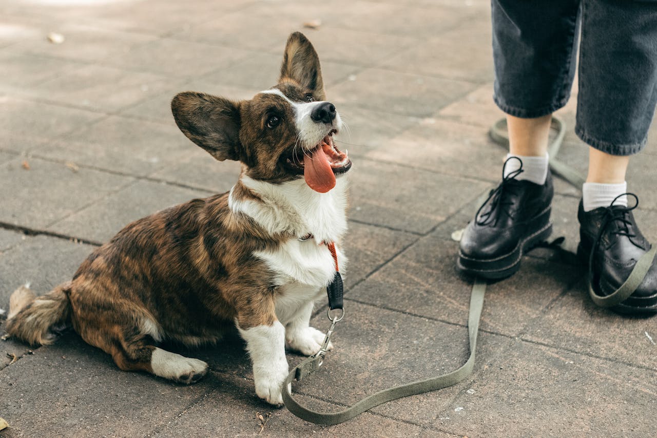 Corgi puppy on a walk