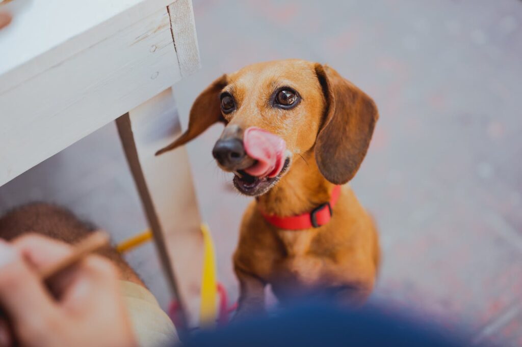 Dachshund asking for a treat