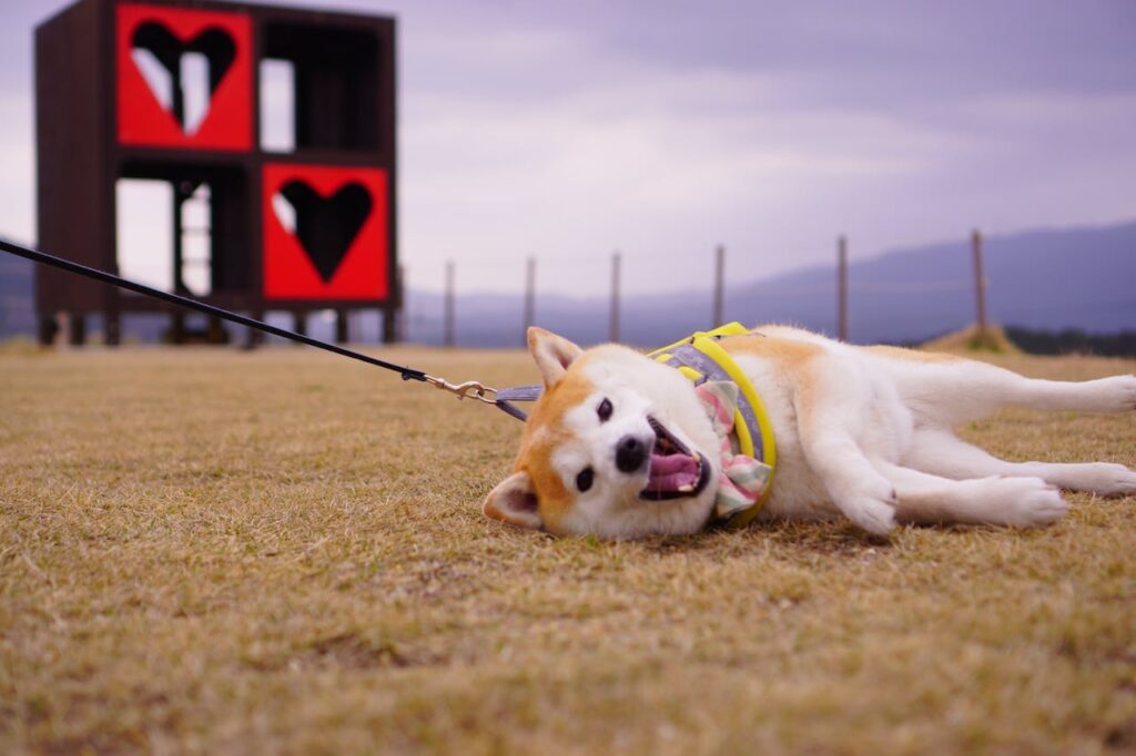 Shiba Inu on a Walk