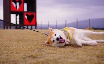 Shiba Inu on a Walk