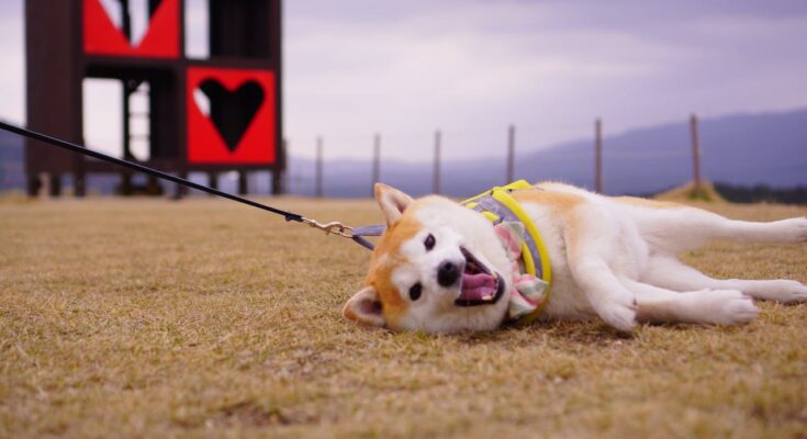 Shiba Inu on a Walk