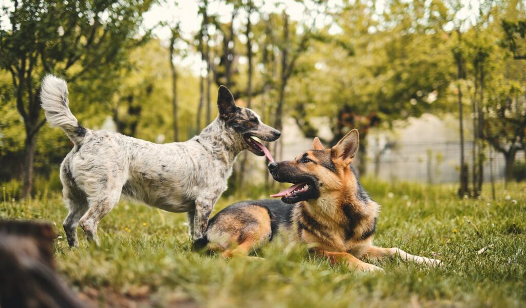 German Shepherd and friend