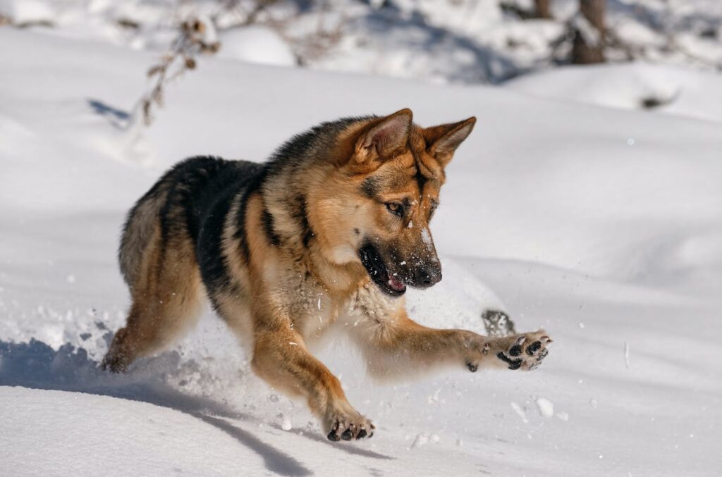 German Shepherd playing in the snow