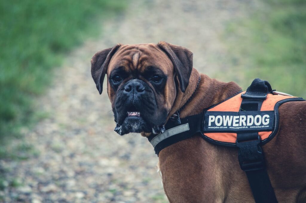 Boxer on a Walk