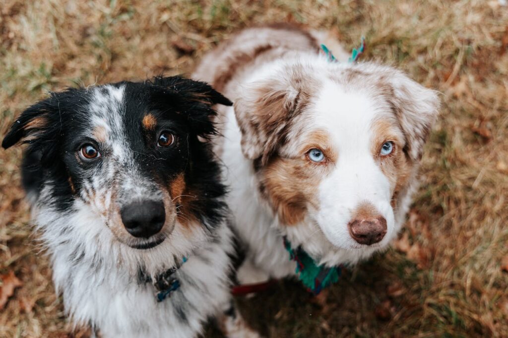 Australian Shepherds