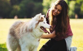 Malamute