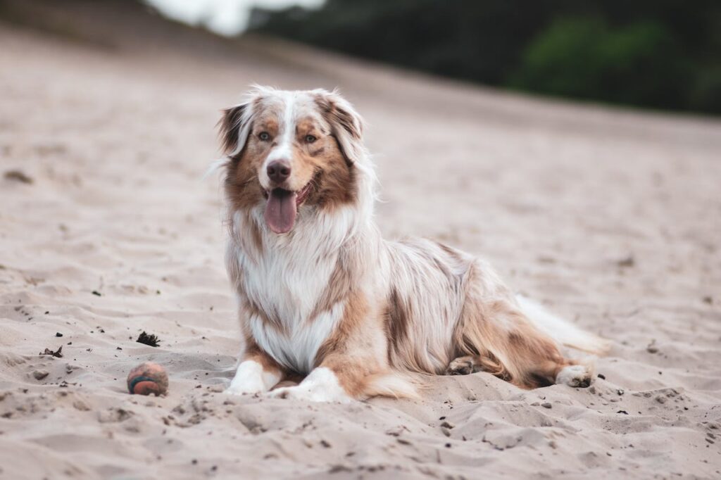 Australian Shepherd at the beach