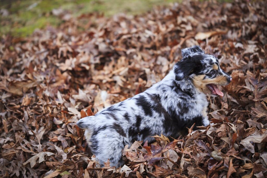 Australian Shepherd puppy