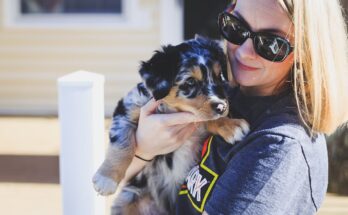 Australian Shepherd puppy