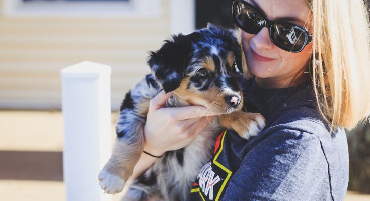 Australian Shepherd puppy