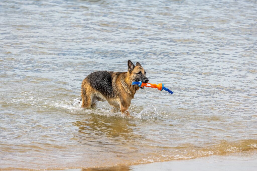 A German Shepherd with a toy at the beach