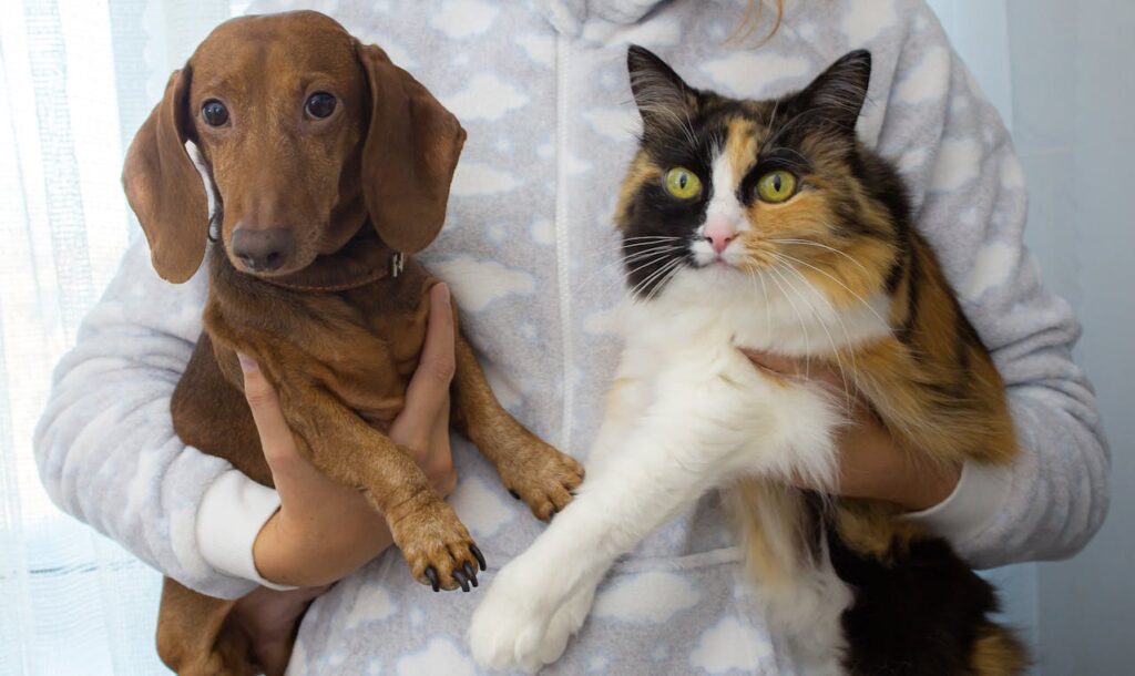 Dachshund and cat friend