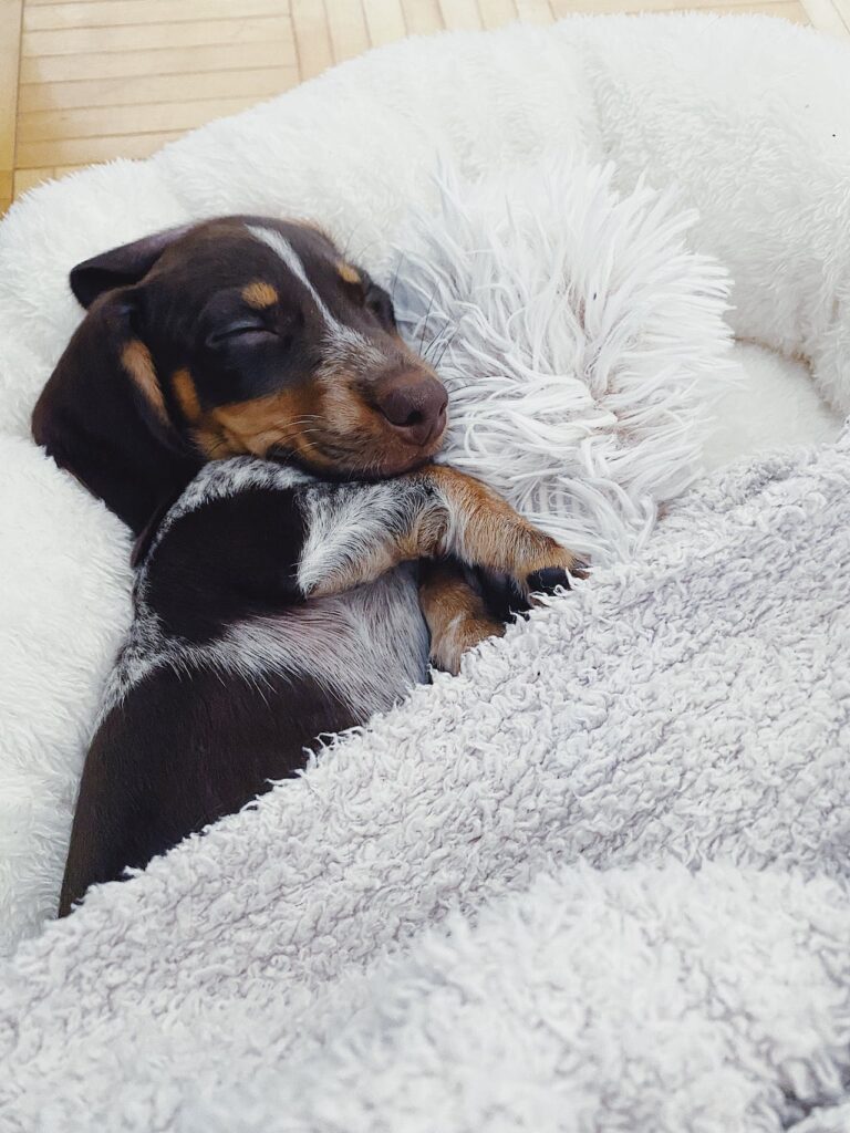 Dachshund Sleeping