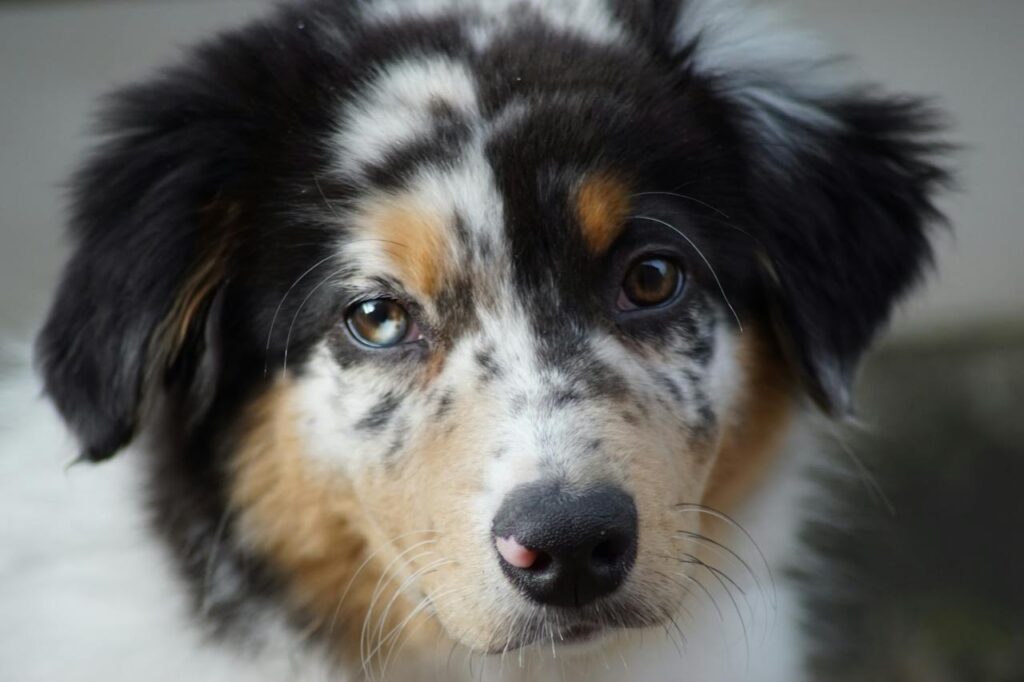 Australian Shepherd Puppy with Heterochromia