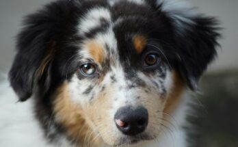 Australian Shepherd Puppy with Heterochromia