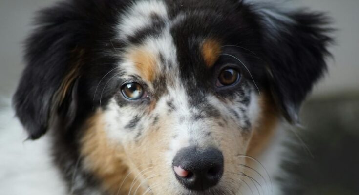 Australian Shepherd Puppy with Heterochromia