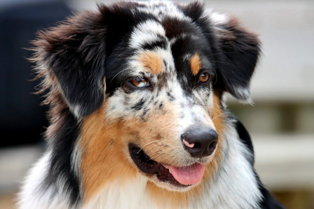 Australian Shepherd