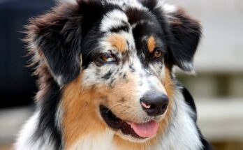 Australian Shepherd