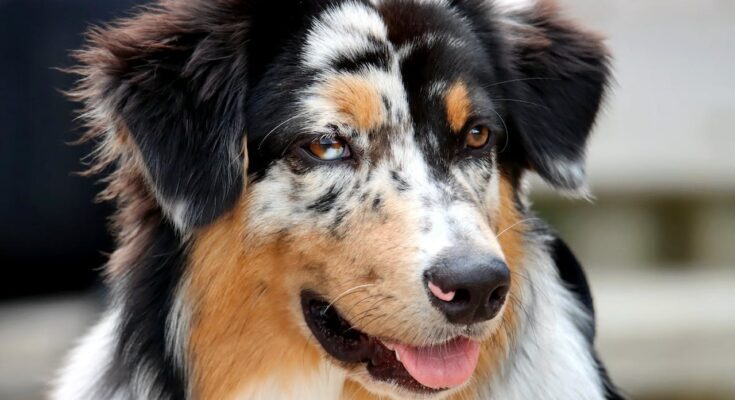 Australian Shepherd