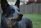 Blue Heeler