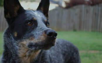 Blue Heeler