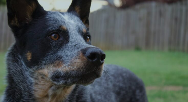 Blue Heeler