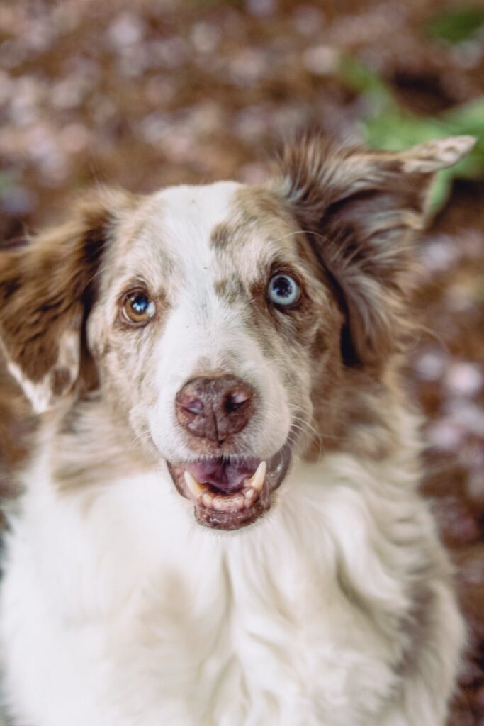 Australian Shepherd with Heterochromia