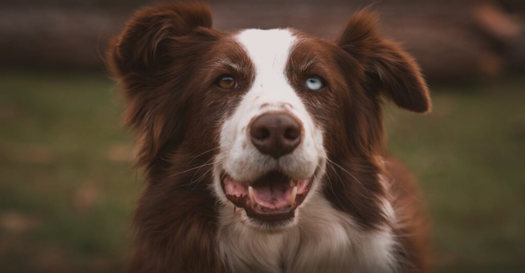 Border Collie with Heterochromia