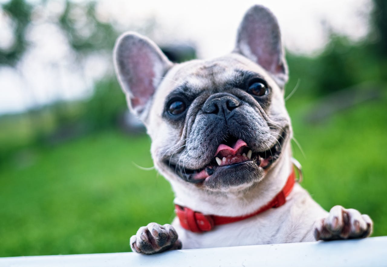 Friendly French Bulldog