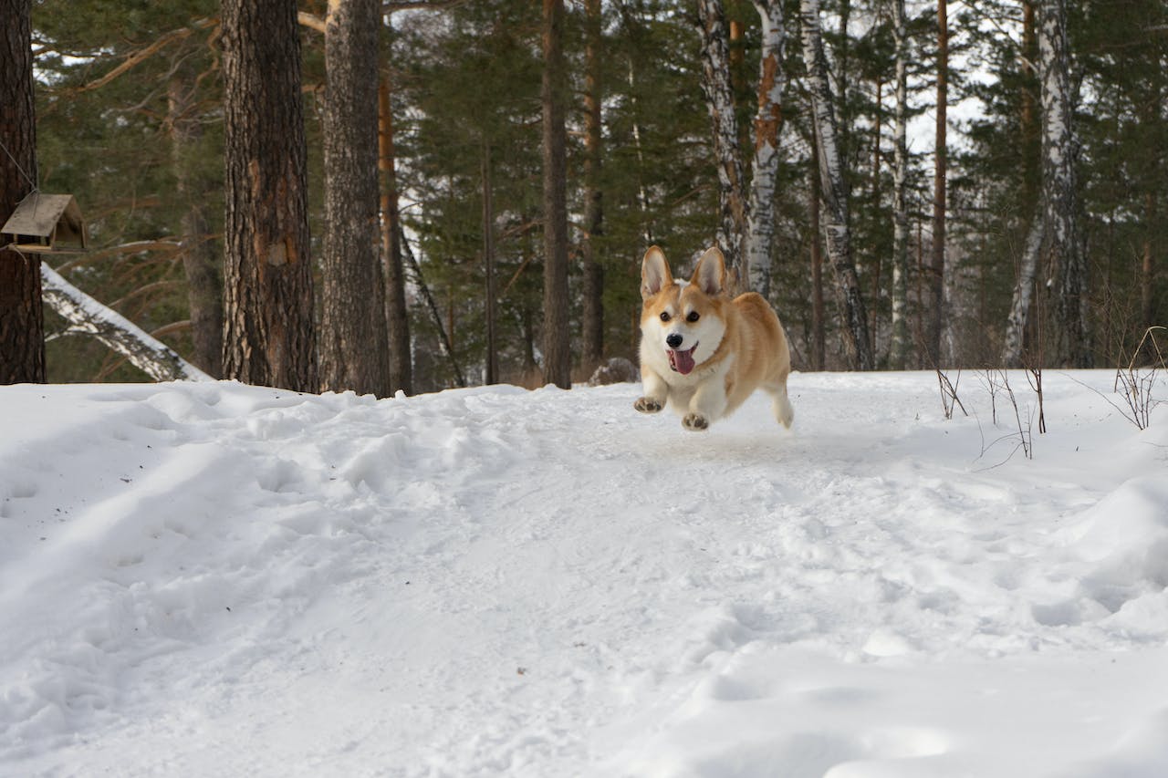 Corgi running in the snow