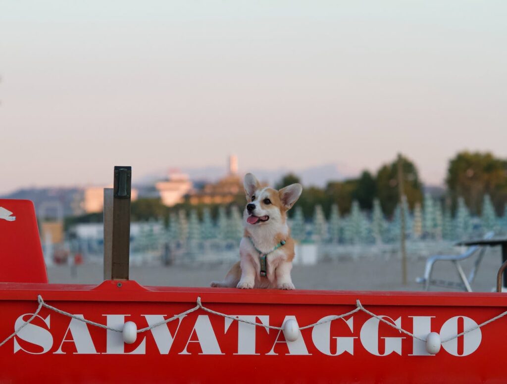 Corgi in Italy