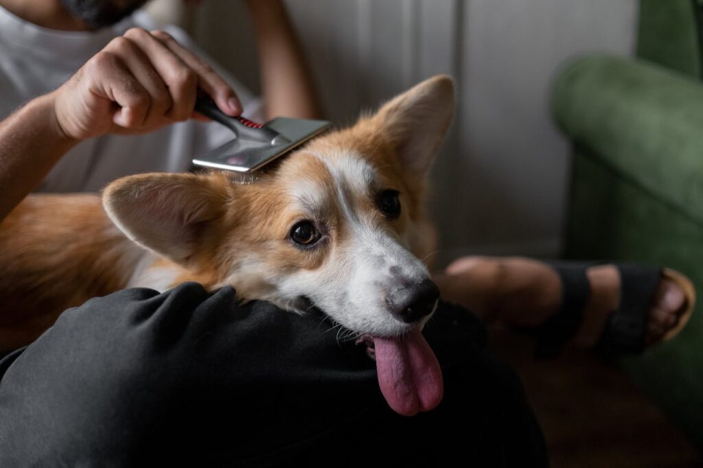 Corgi getting brushed