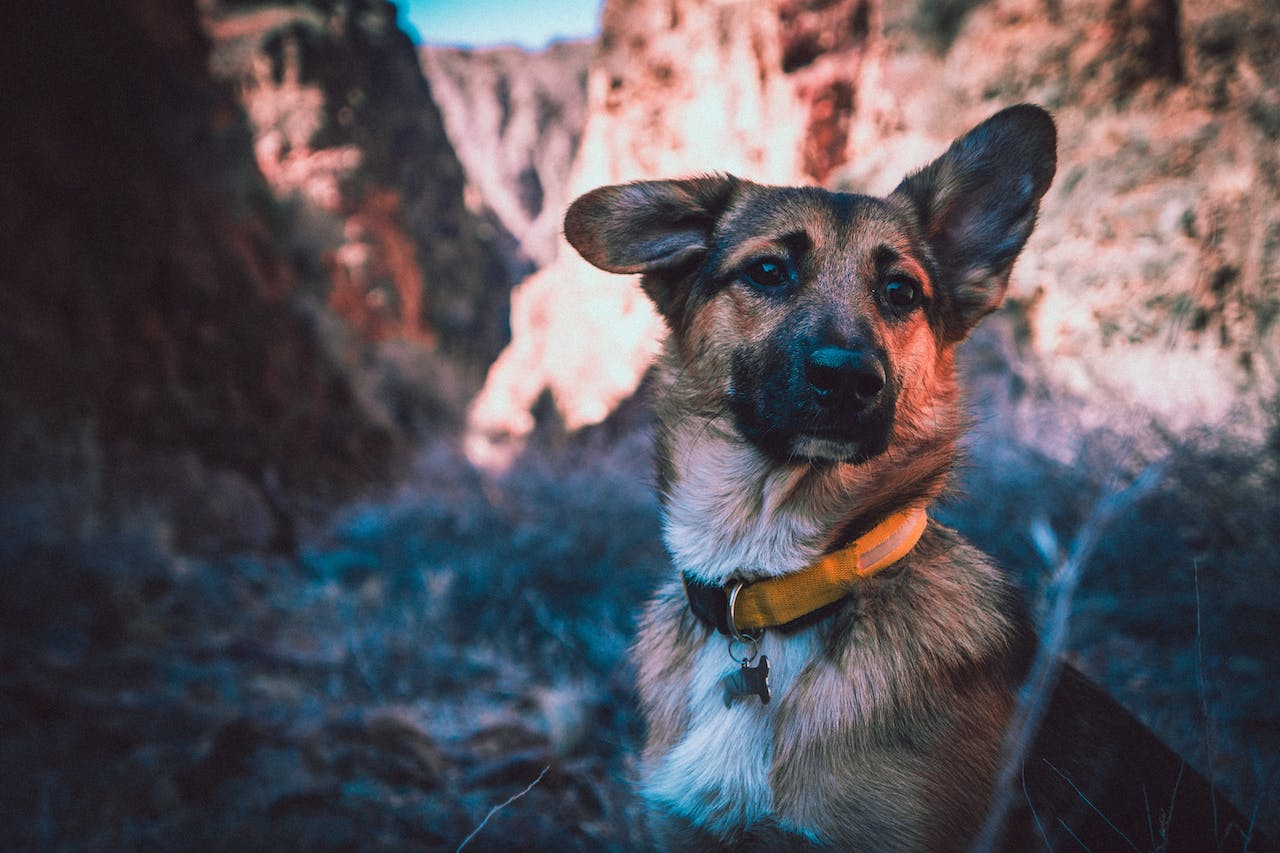 A young German Shepherd