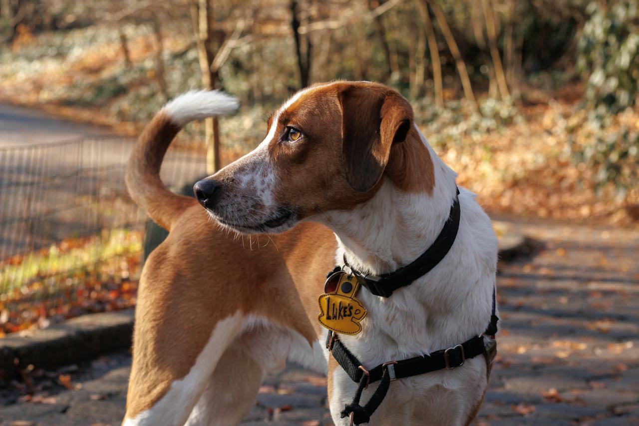 Hound with a yellow  ID tag