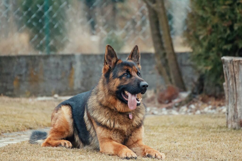 A handsome German Shepherd