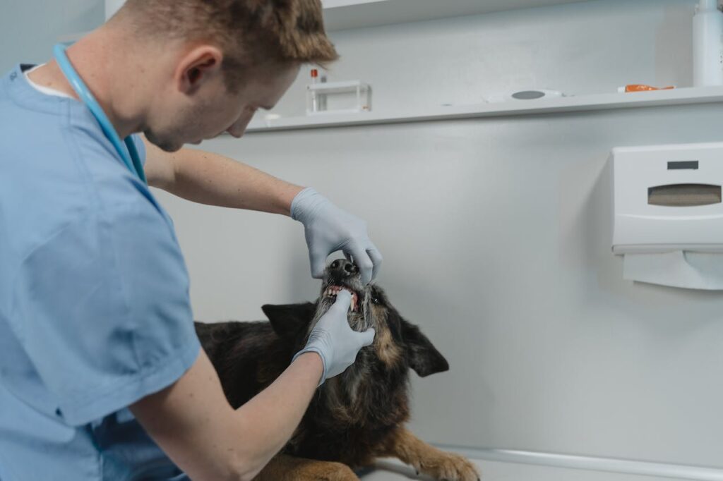 Dog at the vet