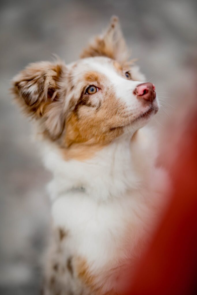 Merle Australian Shepherd