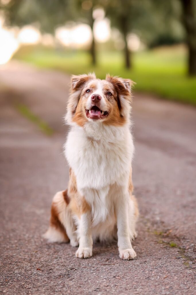 Merle Australian Shepherd