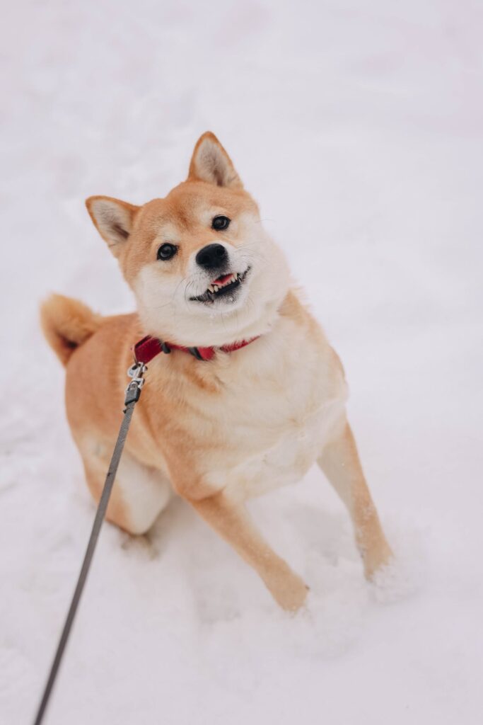 Shiba Inu in the Snow