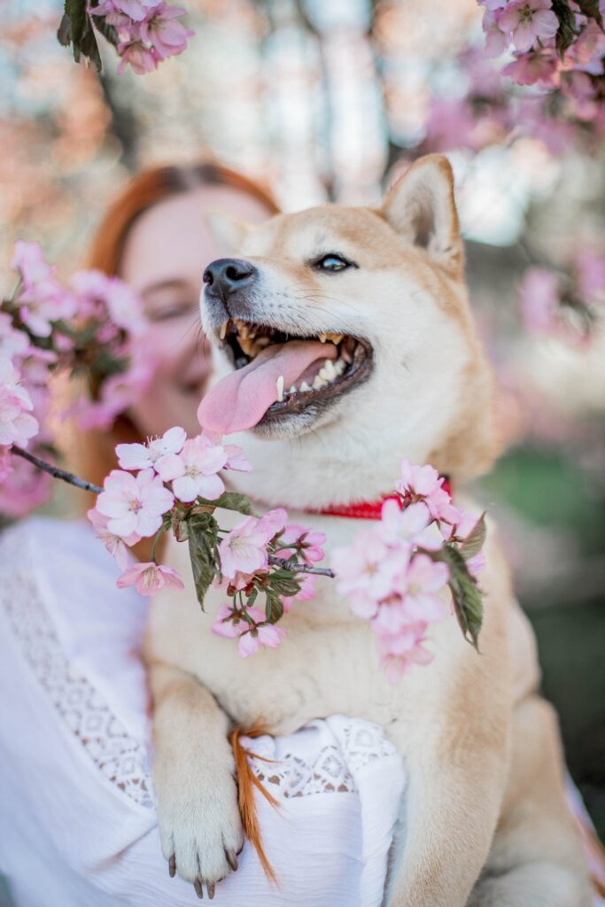 Shibu Inu in Spring