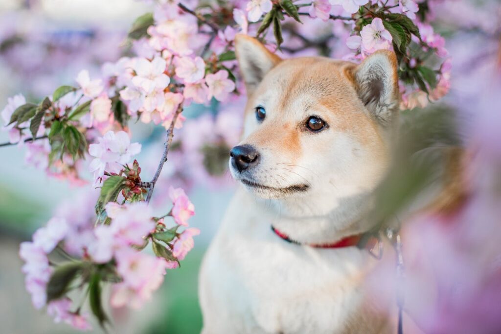 Shiba Inu in Spring