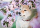 Shiba Inu in Spring