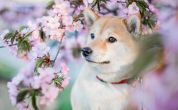 Shiba Inu in Spring