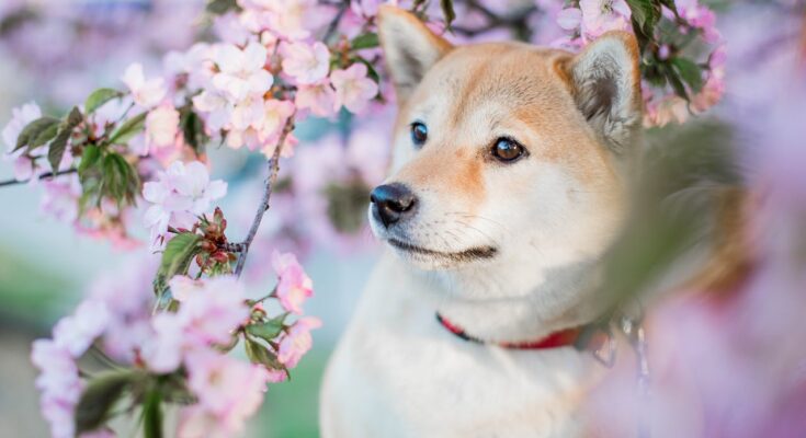 Shiba Inu in Spring