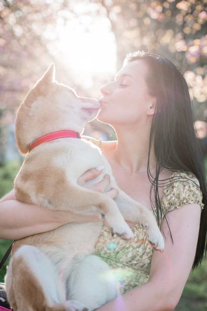 Shiba Inu in Spring